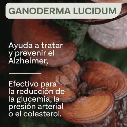 GANODERMA® 👉Suplemento de hongos para potenciar la energía y la vitalidad del sistema inmunológico ⚡